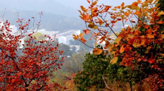 香山红叶进入最佳观赏期 周末两天香山公园迎接游客6.4万人