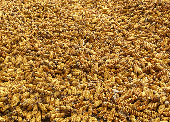 江西粮食生产九连丰 今年总产量438.5亿斤