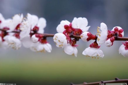 白露节气的含义是什么 白露节气小知识 白露节气传统习俗有哪些？