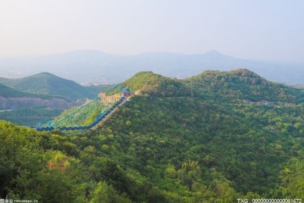 艾叶多少钱一斤 艾草种植前景及价格 种植艾叶一亩纯利润？