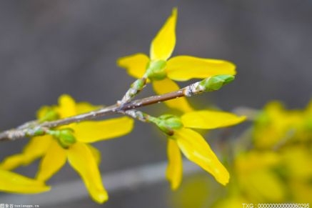 白芨价格多少钱一斤 白芨2022售价多少钱一斤 白芨品种有哪些？