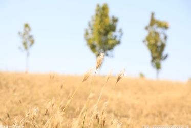 种植什么最赚钱 农村土地种植什么最赚钱  一亩地种什么挣10万？