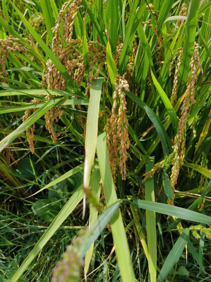 韶关乳源40亩“巨型稻”迎来了丰收 亩产量是普通水稻2倍